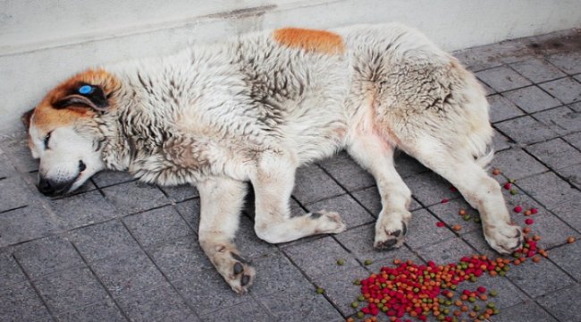 Haydarpaşa’nın köpekleri için iki belediyeden ortak çalışma