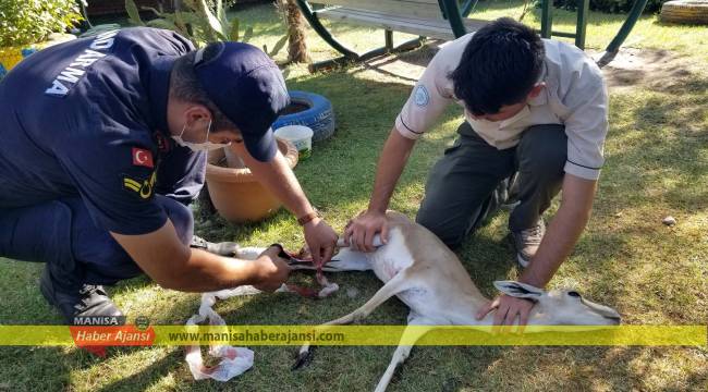 Jandarma Spil Dağı’nda yaralı karacayı kurtardı
