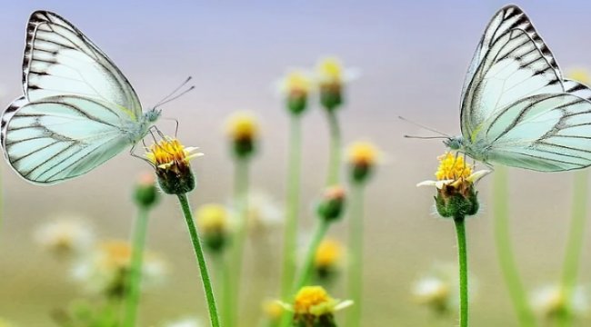 Türkiye’nin biyoçeşitliliğine değer katmaya devam ediyor