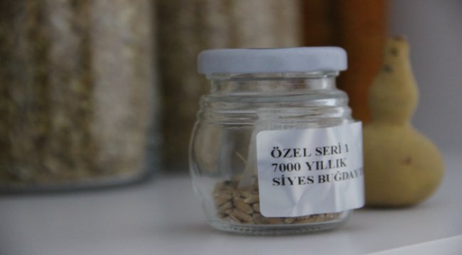 7000 Yıllık tohum Bodrum'da