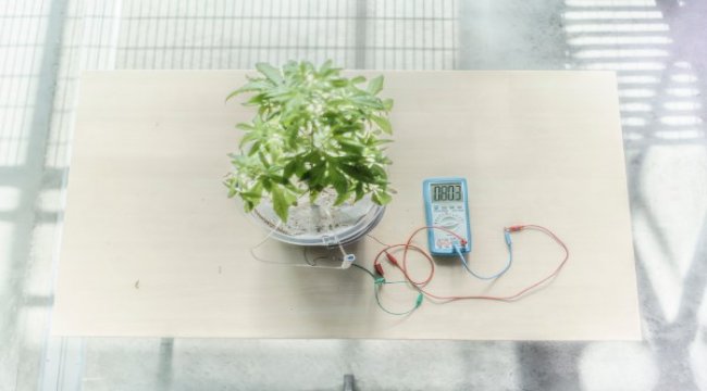Bitkiler büyürken elektrik üretilebilecek