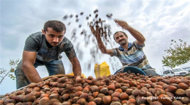 Fındık üretimi, iklim krizinden derinden etkileniyor