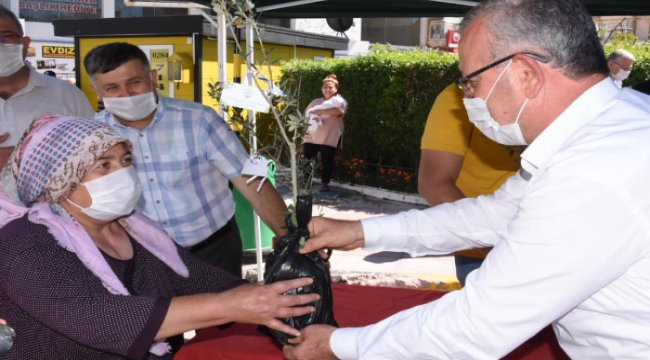 Keşan belediyesi dünya barış günü'nde bin adet zeytin fidanı dağıttı