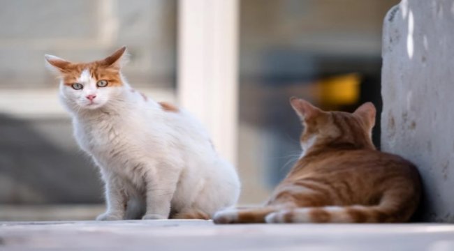 Sosyal medya fenomeni gönülleri fethetmeye devam ediyor