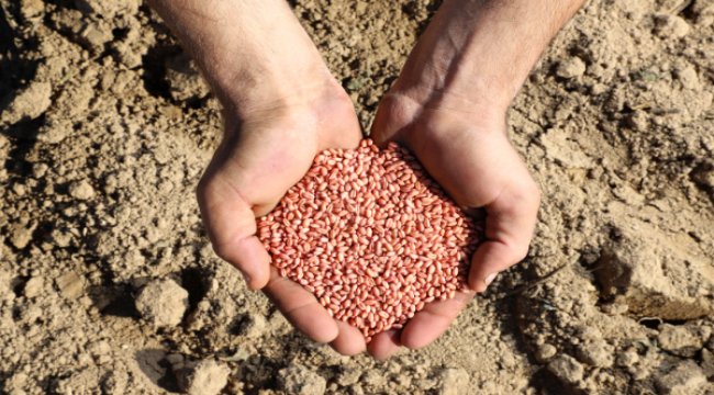 Yüksek verimli Aliağa Buğdayı’nda ilk hasat yapıldı
