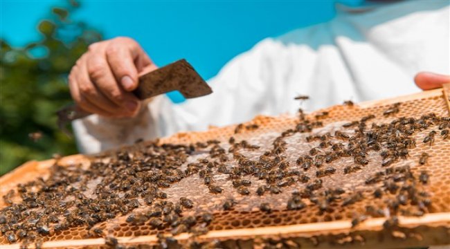 Boş kalan arı kovanları bal fiyatlarına yansıdı
