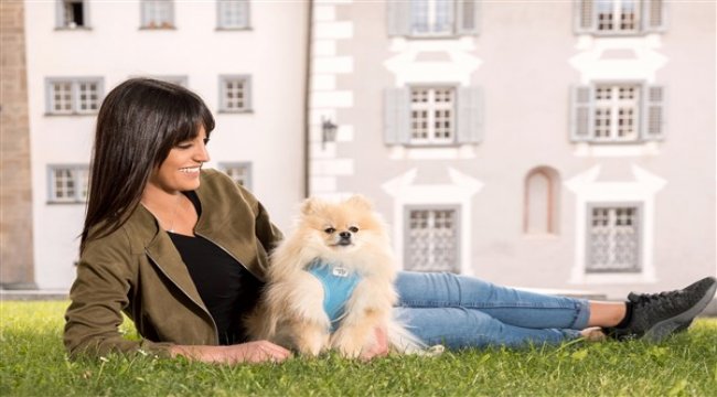 Hangi tasma modeli sevimli dostumuz için daha sağlıklı ...