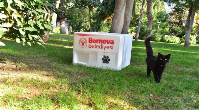 Bornova kış aylarında da can dostlarının yanında