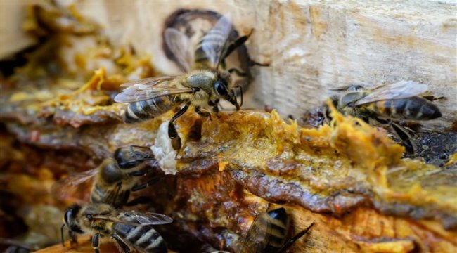 Doğadan gelen enfeksiyon savarlar bal ve propolis