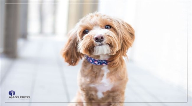 Türkiye’nin yüzde 6’sı köpek sahibi