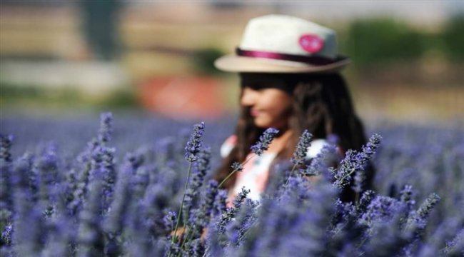 Afşin’in lavantaları dünyaya kapılarını açıyor