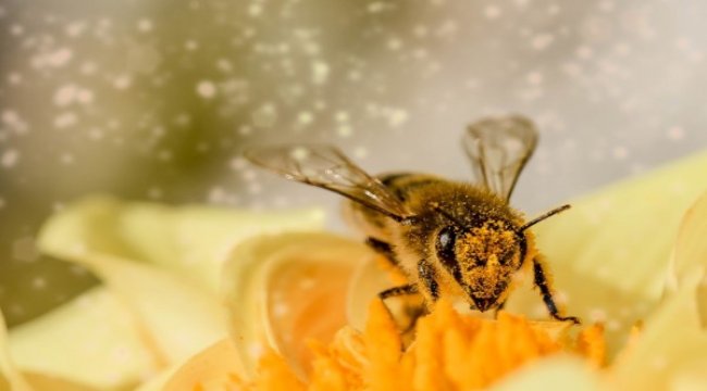 Bakan Pakdemirli: Hibe desteği müjdesi