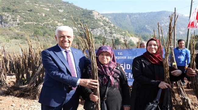 Büyükşehir ceviz fidanı dağıtımına başladı
