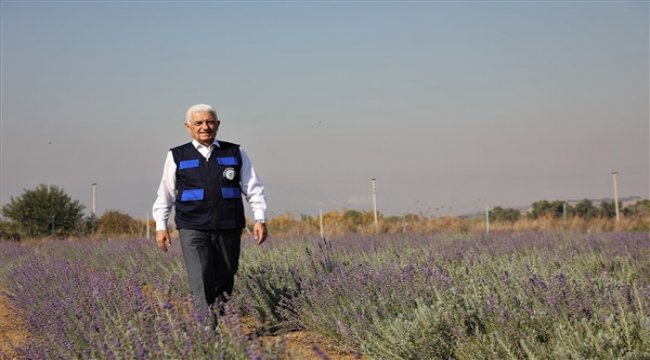 Muğla’da ikinci lavanta hasadı yapıldı