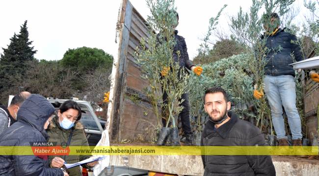 Şehzadeler Ziraat Odası 60 bin zeytin fidanı dağıtmayı hedefliyor