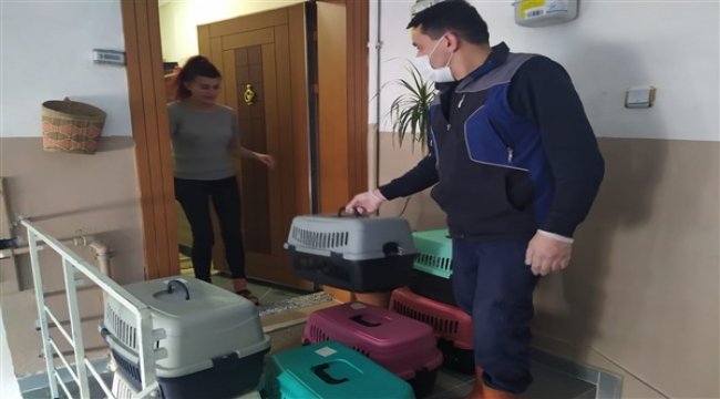 Şişli’de bulunan 57 kedi sahiplendirilecek