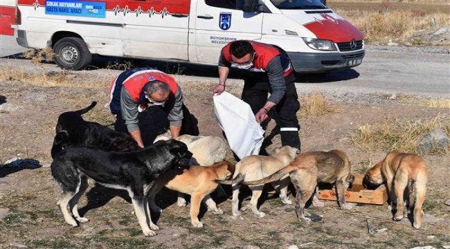 Sokağa çıkma kısıtlamasında can dostlara besin desteği