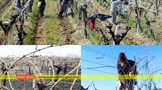 Üzüm bağlarında budama başladı
