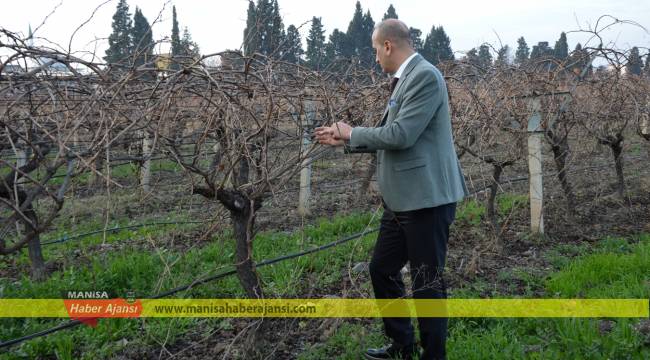 1 milyon dekar bağ alanında erken uyanma riski
