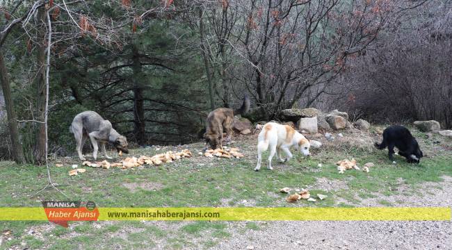 Büyükşehir, Yılkı Atlarını ve Yaban Hayvanlarını Unutmadı
