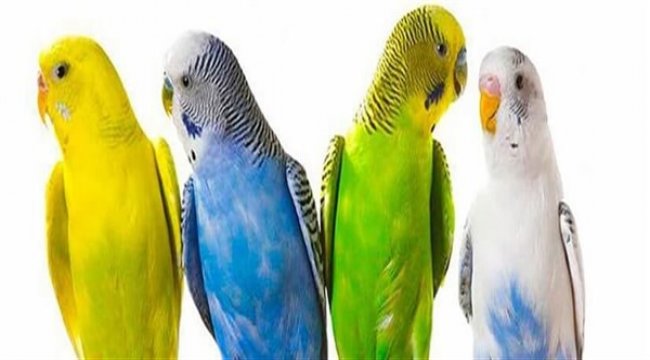 Evlerde beslenen kuşlar alerjik reaksiyona neden olabilir
