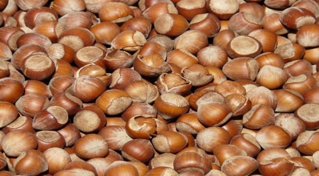 Fındık bahçelerinin sonu geliyor
