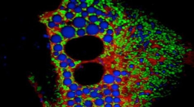 Harvard Sabri Ülker Merkezi’nden heyecan uyandıran çalışma