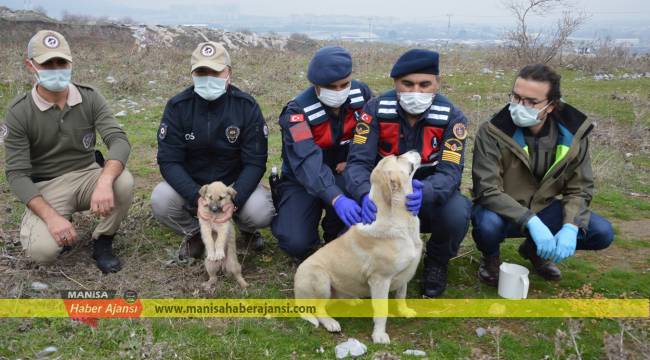 Jandarma ve polisten güzel çalışma   Sokak hayvanlara yem dağıttılar