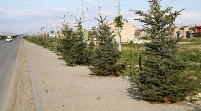 Karayolları fidanlarla yeşilleniyor