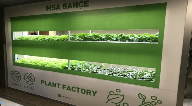 MSA ve Plant Factory dikey tarımda bir ilke imza atıyor