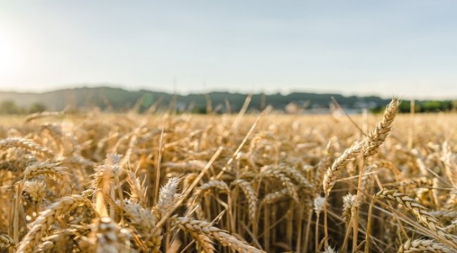 Tarımsal girdi fiyat endeksi (Tarım-GFE) yıllık %15,35, aylık %3,23 arttı