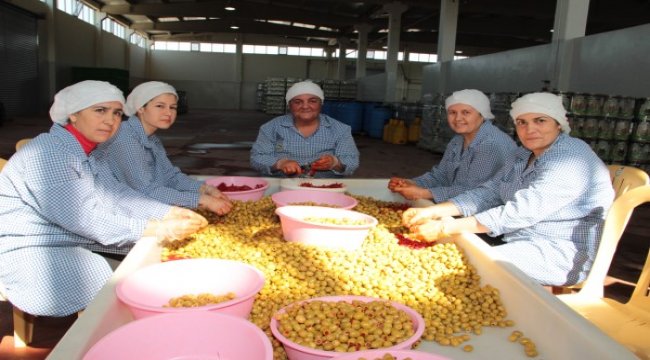 Zeytinyağı ihracatı yüzde 20 arttı