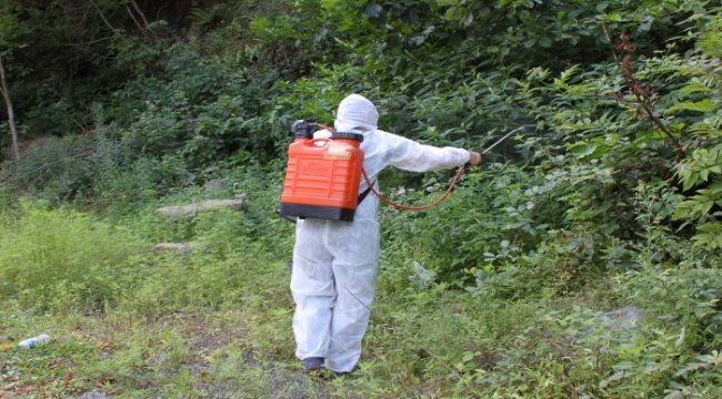 650 bin faydalı böcek ormanları koruyacak