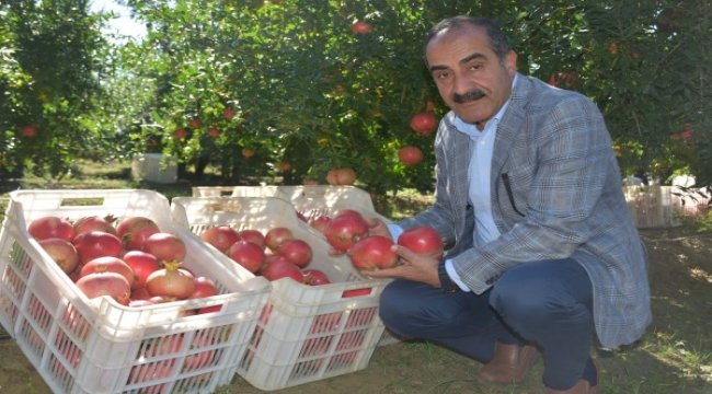 Nar ihracatı son 10 yılda yüzde 125 arttı
