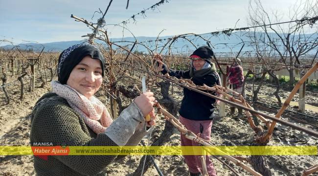 Sarıgöl’de üzüm bağında kadınlar asma bağlıyor