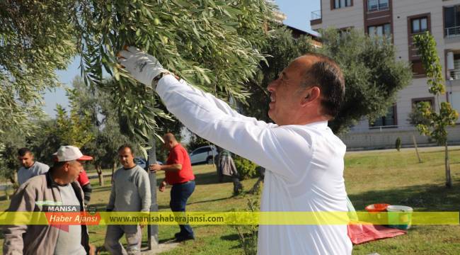 Turgutlu Belediyesi’nde zeytinyağı hasadı