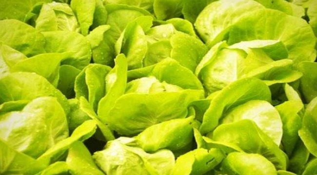 Yeni Ufuk 2020 Projesi agroBRIDGES’in Türkiye ortağı oldu