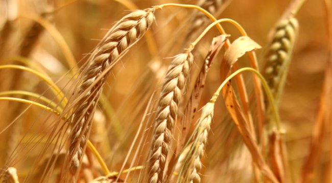 Akademisyenler araştırdı; çiftçiler ne istiyor?
