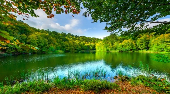 AstraZeneca Umut Ormanı için 80 bin fidan bağışı