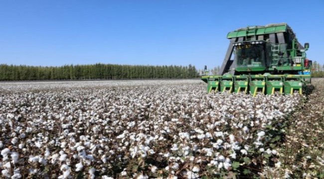 Çin’den iddialara yanıt: Xinjiang’da pamuğun yüzde 70'i makinelerle toplanıyor