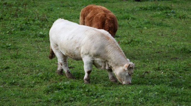 İz Hayvancılık, kar dağıtımı yapmayacak