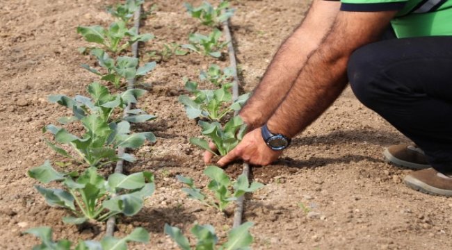 Pazar atıkları tarımla sofralara dönüyor