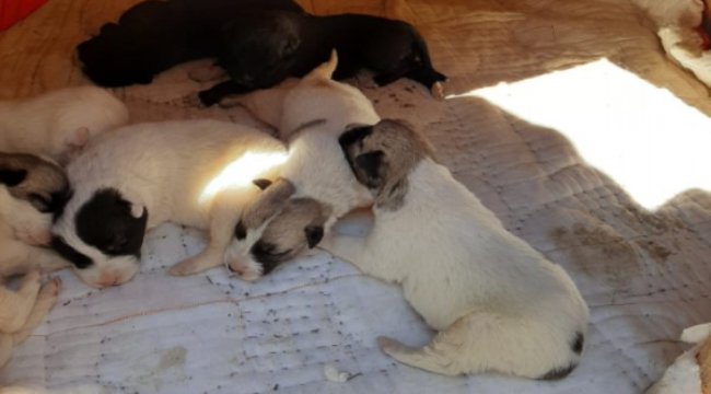 Toroslar Edaş'tan kurtarma operasyonu