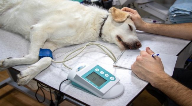 Veterinerlik hizmetlerinde dijitalleşme adımı