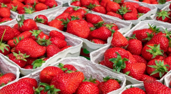 Çilek ihracatında yüzde 333’lük rekor artış
