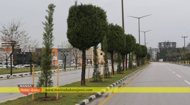 Devrilen Ağaçların Yerine Yeni Ağaçlar Dikiliyor