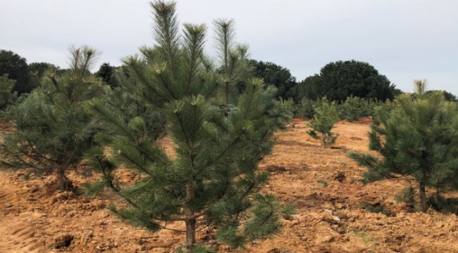 Kuveyt Türk’ün kâğıt tasarrufu ağaca dönüşüyor
