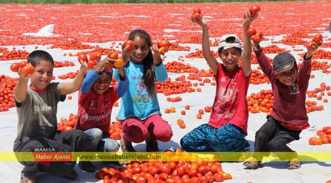 Salçalık domates ihtiyacının yüzde 18’i Manisa karşılıyor