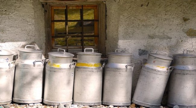 Ticari süt işletmelerince Şubat ayında 780 bin 524 ton inek sütü toplandı