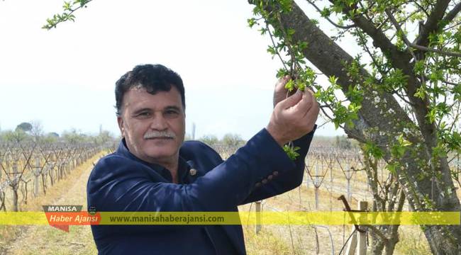 Üzüm rekoltesinde yüzde 30 düşüş bekleniyor